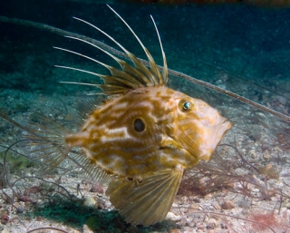 Sealife to spot